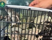 البيئة: ضبط 10 سلاحف معروضة للبيع خلال حملة على أسواق ديانا