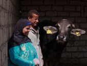 تسليم رؤوس ماشية للأسر الأولى بالرعاية بقرى ومراكز أسوان