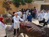 جامعة كفر الشيخ تطلق قافلة بيطرية علاجية مجانية إلى قرية الكوم الطويل