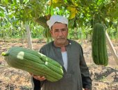 بشاير الخير فى موسم الحصاد.. هنا قرية الزوامل عاصمة زراعة اللوف فى الشرقية.. زراعة 1200 فدان فى زمام القرية.. والمزارعون: اللوف مصدر رزقنا ونناشد بعودة الأسمدة الكيماوية المدعمة لكونه محصولا استراتيجيا مهما