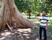 شجرة البومباكس.. تحفة طبيعية عمرها أكثر من 100 عام تتألق فى الحديقة النباتية بأسوان