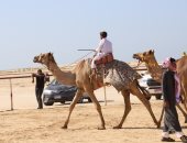 محافظ شمال سيناء يطلق شارة بدء سباق الهجن الرياضى بالعريش