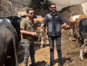 بيكلم العجول بالإنجليزى.. جزار يكشف سر طريقته غير التقليدية فى تربية المواشى