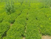 الشرقية عاصمة الفول السودانى ومحصوله يفتح أبواب التصدير للأسواق الخارجية