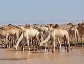 "الدبوكه" رحلة للجمال من السودان لشلاتين.. تراث وتاريخ صحراوى عريق منذ عشرات السنين.. يمتد عبر الوديان والجبال وتعتبر أطول رحلات تجارة الإبل فى جنوب البحر الأحمر.. وتعبر لمصر سيرا على الأقدام بقيادة حراس.. صور