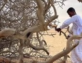 الحطب شريان الحياة في أودية الصحراء الشرقية.. رحلة البحث اليومية عن الوقود تبدأ مع شروق الشمس بين جبال حلايب وشلاتين.. أبناء البادية يعتمدون على بقايا الأشجار للطهي والتدفئة دون المساس بالأشجار الحية.. صور
