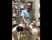 أغلى نوع فراخ فى مصر.. القزم الهندى يصل سعر الزوج إلى 30 ألف جنيه (فيديو)