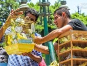 سوق السيدة عائشة.. جنة طيور الزينة فى مصر