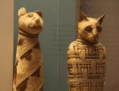 فى اليوم العالمى للقطط.. كيف أصبحت القطة حيوانًا مقدسًا فى مصر القديمة؟
