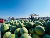 "البطيخ البلدي" بسيناء محصول مطري يدر دخلاً ويغذي الإنسان والحيوان.. صور