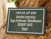 اللالوب.. صيدلية الطبيعة فى قلب الحديقة النباتية بأسوان.. ثمار تعالج وجذور تحمى البيئة وأوراق تدخل فى صناعة الصابون.. وشجرة نادرة تجمع بين العلاج والظل والجمال وتستحق التوسع فى زراعتها.. صور