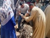 الطب البيطري بسوهاج يسلم 3336 رأس أغنام للمستفيدين بـ4 قرى