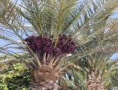 بشائر موسم جنى البلح فى أسوان بعد أيام والمزارعون يتوافدون إلى حقول النخيل.. السكوتى والبرتمودى والقنديلة أبرز الأنواع.. المحافظة من الأكبر إنتاجا للتمر.. و3.3 مليون نخلة تنتج أنواعا مختلفة.. صور