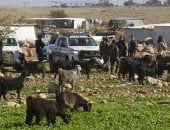 "بتسيلم": 47 عائلة فلسطينية تواجه خطر التهجير الوشيك فى الإغوار