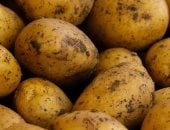 ذكاء اصطناعى يفرز البطاطس بدقة 95%.. ويكتشف 7 أنواع من العيوب