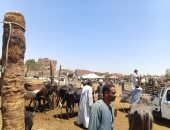 سوق الثلاثاء أكبر أسواق المواشي بأسوان يشهد إقبالا من التجار والمربين.. صور