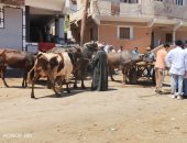 قافلة بيطرية مجانية لجامعة كفر الشيخ بقرية المناوفة