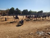 جمال وخيول.. أبناء قري الأقصر يحتفلون بدورة المولد النبوي.. صور وفيديو
