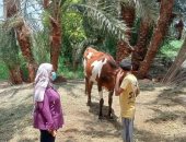 انطلاق الحملة القومية للتحصين ضد الحمى القلاعية وحمى الوادى المتصدع بأسوان