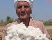 انطلاق موسم حصاد الذهب الأبيض في غيطان الشرقية رسميا.. فيديو