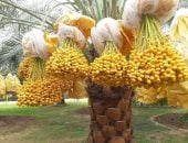 250 ألف نخلة تزين موسم حصاد البلح البرحى بالوادى الجديد بإنتاج 20 ألف طن