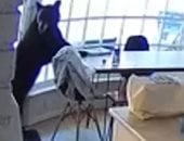 دب جائع يتسلل إلى منزل أمريكى ويأخذ وجبة إفطاره فى المطبخ.. فيديو