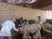 محافظ أسيوط: تحصين 98 ألف رأس ماشية ضد الحمى القلاعية والوادي المتصدع