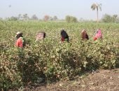 انطلاق موسم جنى القطن فى مصر.. زراعة 203 آلاف فدان فى الوجهين البحرى والقبلى.. وتوقعات بإنتاجية تصل إلى مليون و66 ألف قنطار.. والزراعة متوسط إنتاجية الفدان 7 قناطير.. والموسم الحالى يتمتع بخريطة صنفية متطورة