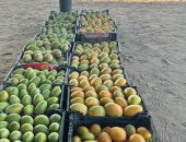 العويس بـ100 جنيه قبل أيام من نهاية موسم المانجو بالإسماعيلية
