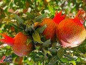 مملكة الفواكه.. ثمار الصيف تزين الأشجار