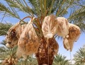 بشاير التمور هلت على النخيل.. محصول مزارع الوادى الجديد يغزو الأسواق
