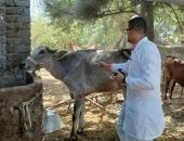 الطب البيطري بالإسماعيلية يحصن 8 آلاف و114 حيوانًا ضد الحمى القلاعية