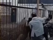 شاهد أسد يلتهم يد طفل يمنى في حديقة بصنعاء.. والطفل يصرخ: أين يدى