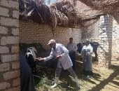 بيطري الأقصر تعلن تحصين 21668 حيوان ضد الحمى القلاعية والوادي المتصدع