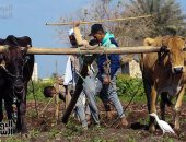 74 عامًا على قانون الإصلاح الزراعى.. الفلاح المصرى صاحب الأرض ونبع الخير