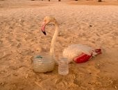 من الفلامنجو إلى التماسيح.. رحلة إنقاذ الكائنات البرية من قبضة الاتجار غير المشروع.. حملات «التنمية المحلية والبيئة» تلاحق تجار الحياة البرية.. وصقور وثعابين وسلاحف وحرباء وفلامنجو وبجعة فى قائمة المضبوطات