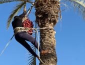 موسم الخير.. شاهد جني البلح في شمال سيناء 