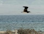 "النورس أبيض العين"  طائر نادر يزين جزر البحر الأحمر..تعرف عليه