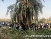 تحت ظلال النخيل.. أهالى ملوى يستقبلون البابا تواضروس بالهتاف والزغاريد