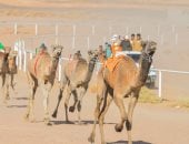 انطلاق سباق الهجن التنشيطي بمضمار شرم الشيخ بمشاركة 140 هجينًا