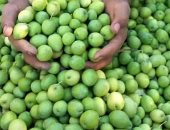 بشائر موسم حصاد الزيتون واستخلاص أجود الزيوت بمطروح.. المحافظة بها أكثر من 100 صنف لإنتاج الزيت والتخليل.. وسيوة شهدت مؤخرا مضاعفة الإنتاج بالتوسع فى زراعة أنواع جديدة.. ومنتجات الواحة تنافس محليا ودوليا.. صور