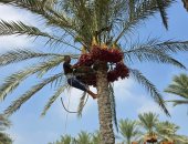 سعيد أبو حسن أشهر طالع نخل فى الشرقية يروى حكاية 20 عاما فوق النخيل.. فيديو وصور