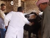 تحصين 82 ألفا و577 رأس ماشية ضد الحمى القلاعية والوادي المتصدع بأسيوط