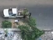 التحقيق مع المتهمين بقطع شجرة فى شدس بحى شرق الإسكندرية