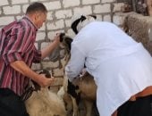 استمرار تحصين الماشية فى أسيوط لمواجهة الحمى القلاعية وحماية الثروة الحيوانية