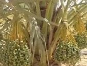 النخيل يغير خريطة الزراعة فى المنيا.. المجدول والبرحى يفتحان أبواب التصدير
