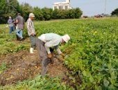 يدخل فى 200 صناعة مختلفة.. انطلاق موسم حصاد فول الصويا بالدقهلية.. صور
