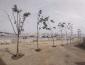 الجيزة تتوسع فى التشجير.. زراعة أشجار على دائرى المريوطية وحتى عثمان محرم