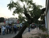 وزيرة البيئة تتابع إنقاذ شجرة عملاقة بمصر الجديدة.. إعادة زراعتها بدلا من إزالتها