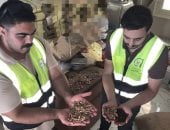 ضبط 600 كيلو بن مغشوش بنواة البلح قبل وصولها للمواطنين فى الغربية